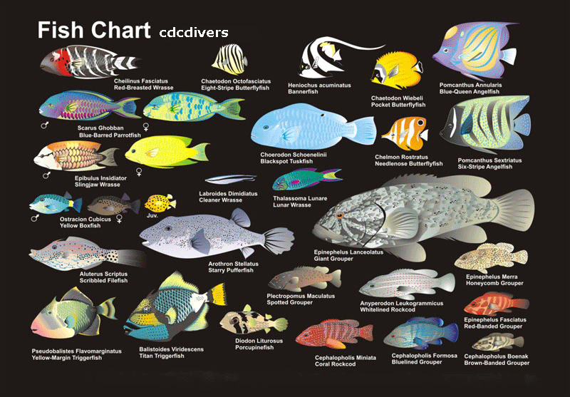 Fish Identification Chart At Harold Raines Blog Fish Identification Chart At Harold Raines Blog
