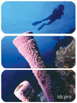 Scuba Diving in Spectacular Malaysia